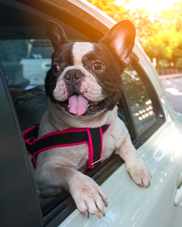 frenchie bulldog hanging head out of car